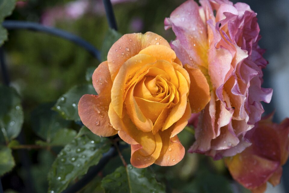 Pink rose blooms nature