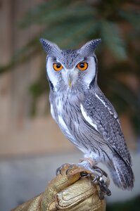 Zwerguhu eagle owl owl photo