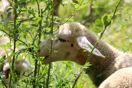 Eat white sheep young sheep photo