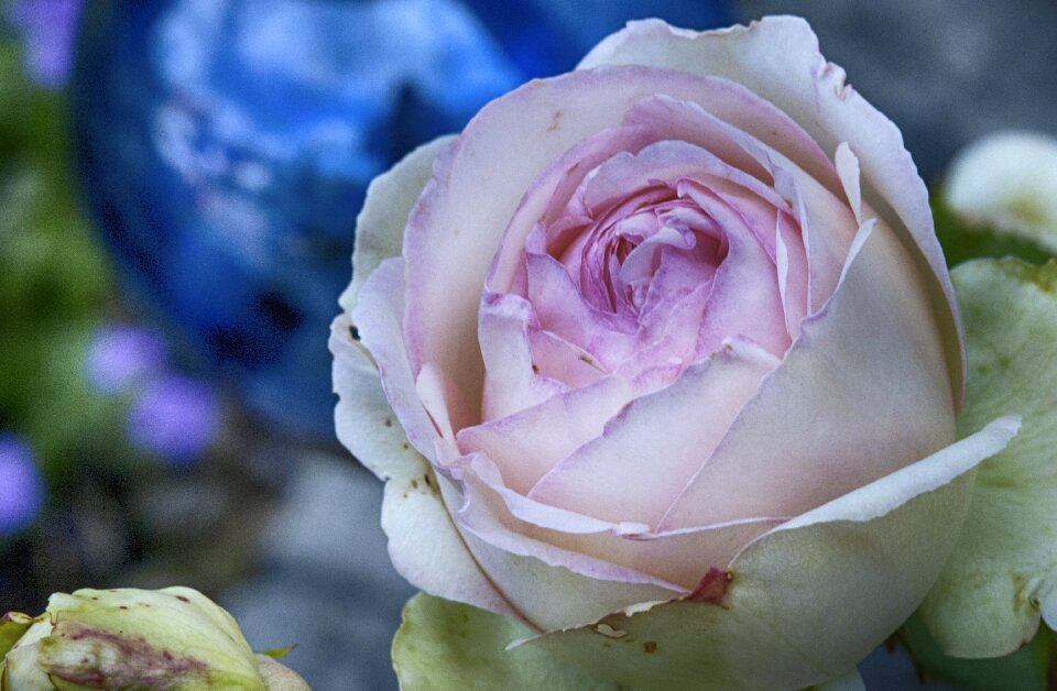 Flower pink rose rose bloom