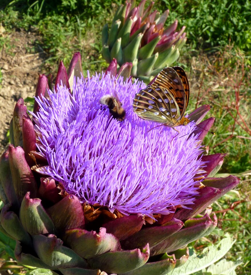 Butterfly forage insect