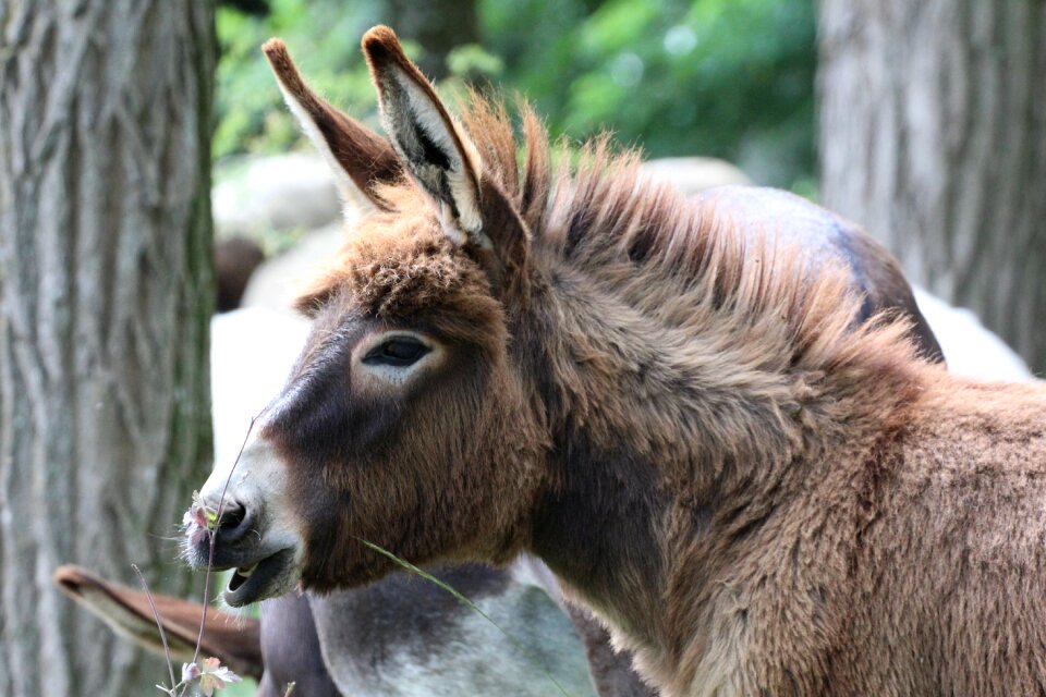 Donkey young ass brown