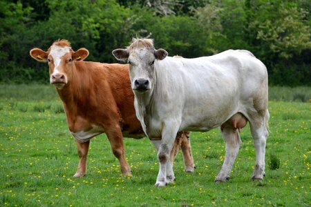 Pasture nature agriculture
