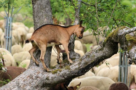 Goat climb tree