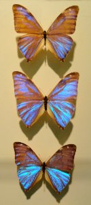 Morphidae - Naturmuseum Senckenberg - DSC02122