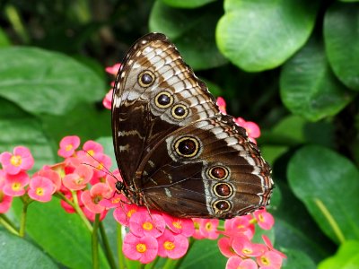 Morpho helenor