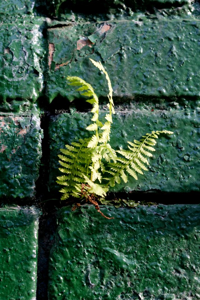 Moscow, ferns on a brick wall 03