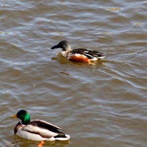 Moscow, male Spatula clypeata and common mallard in Vodootvodny Canal, March 2012 01