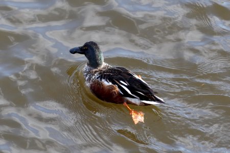 Moscow, male Spatula clypeata in Vodootvodny Canal, March 2012 03