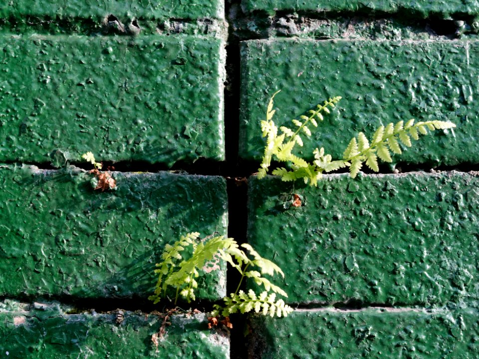 Moscow, ferns on a brick wall 05