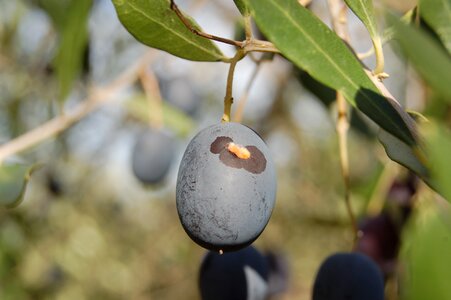 Harvesting olives olive oil olives