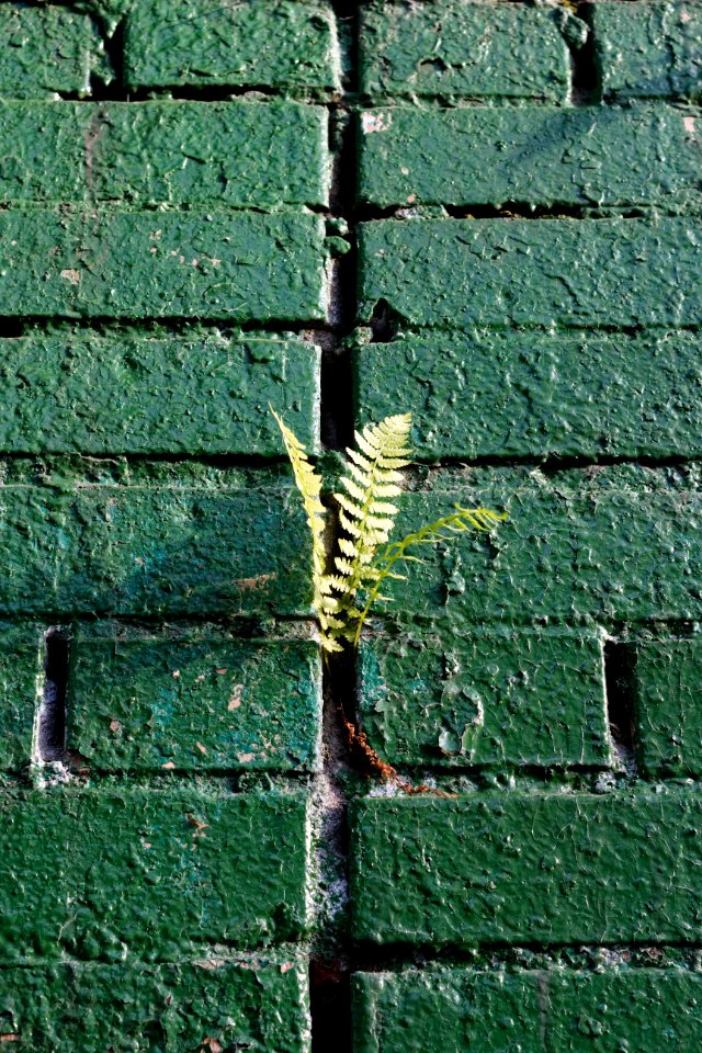 Moscow, ferns on a brick wall 02