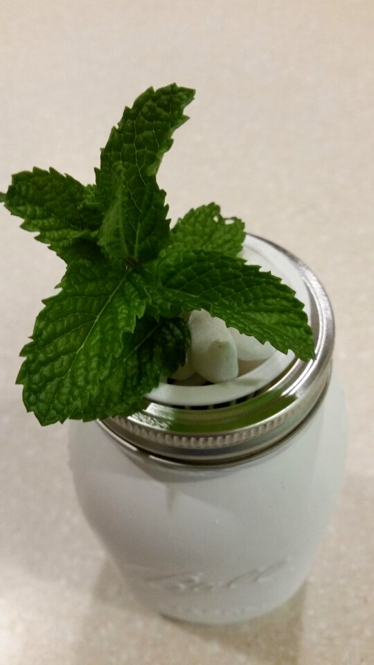 Mint mason jar hydroponics mason jar herbs