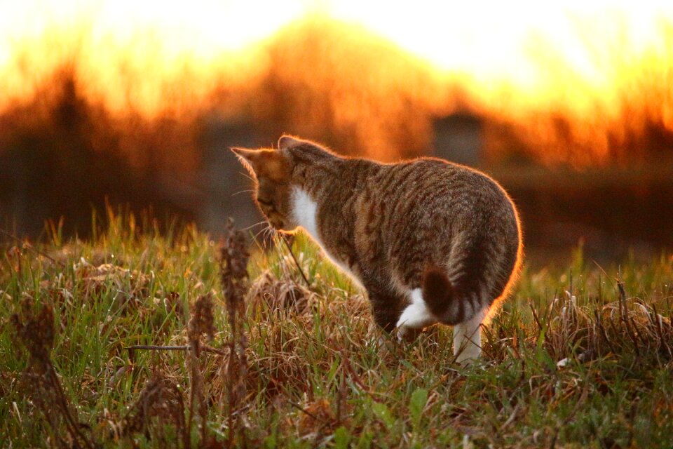 Sunset sun grass