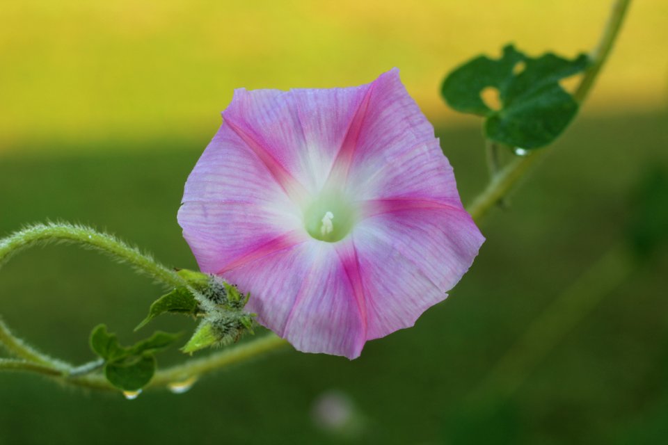 Morning Glory1