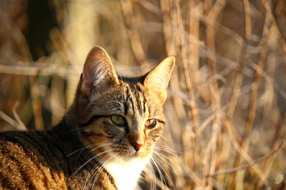 Mieze tiger cat cat face