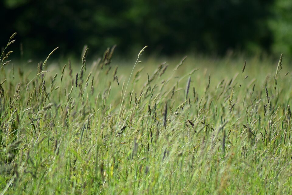 Field summer countryside