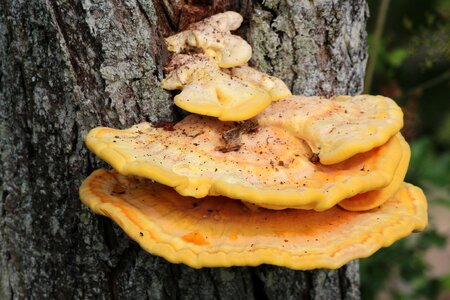 Tree tree fungus baumschwamm