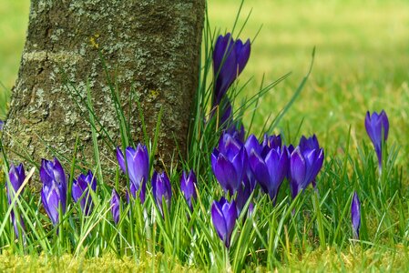 Spring flower purple photo