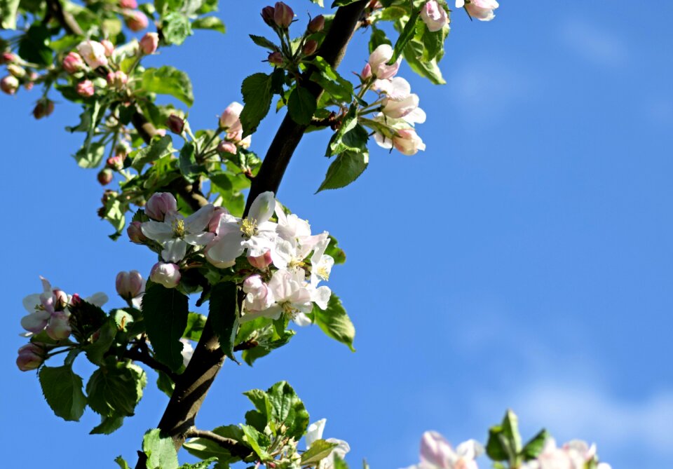 Spring bloom orchard