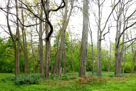 Morris Arboretum - DSC00296 photo