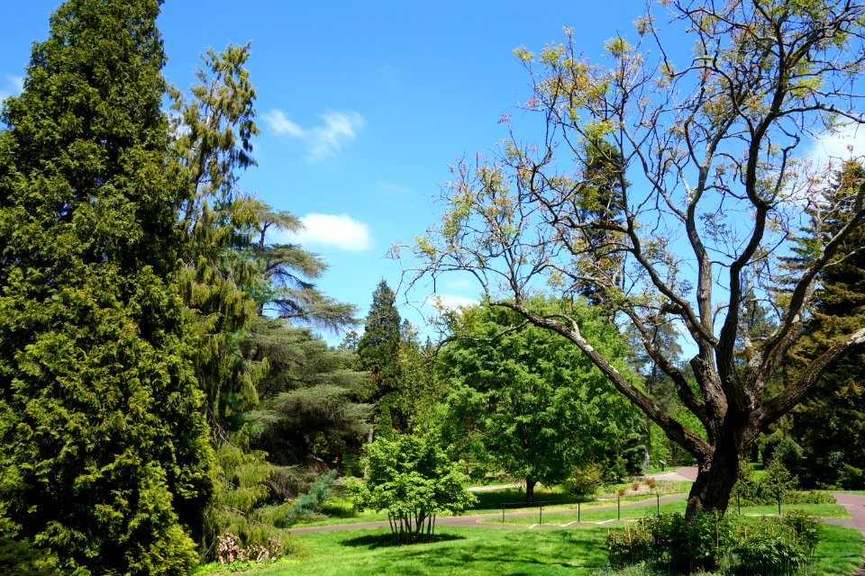 Morris Arboretum - DSC00451