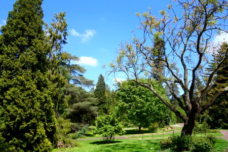 Morris Arboretum - DSC00451 photo