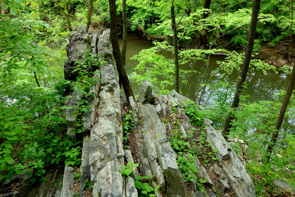 Morris Arboretum - DSC00157