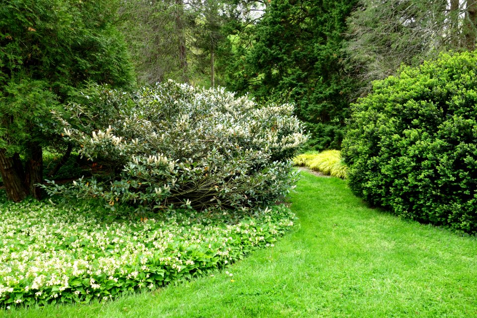 Morris Arboretum - DSC00253