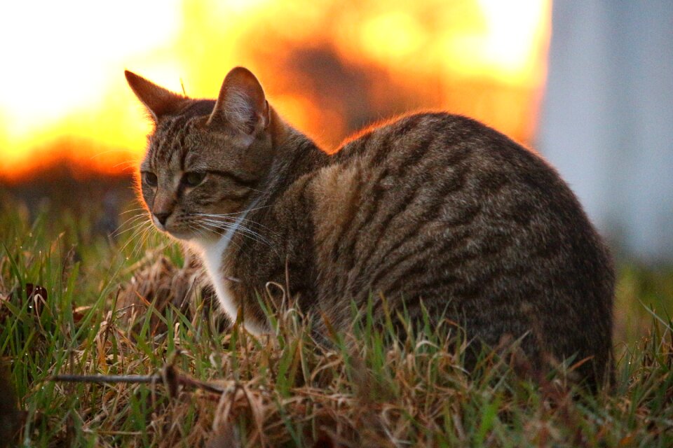 Sunset sun grass