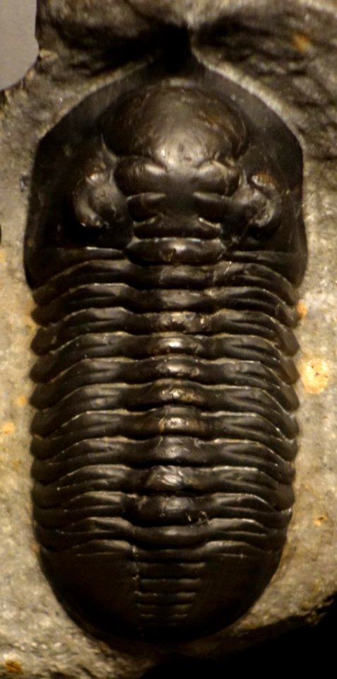 Morocconites malladoides - National Museum of Nature and Science, Tokyo (cropped)