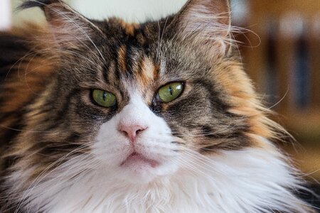 Domestic cat cat's eyes cat eyes
