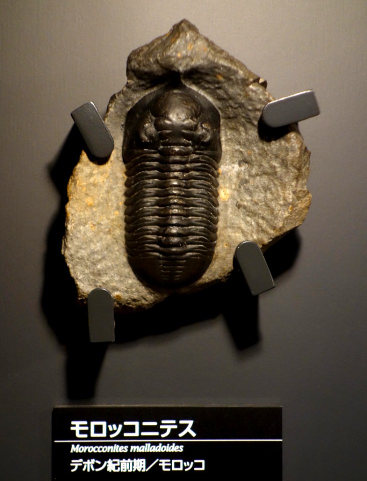 Morocconites malladoides - National Museum of Nature and Science, Tokyo - DSC07755