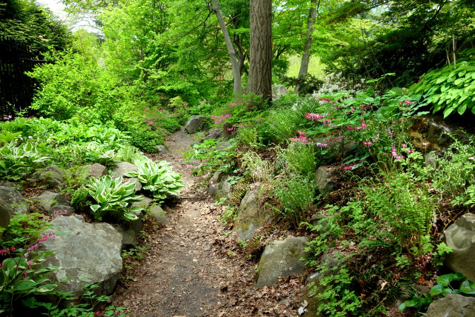 Morris Arboretum - DSC00329