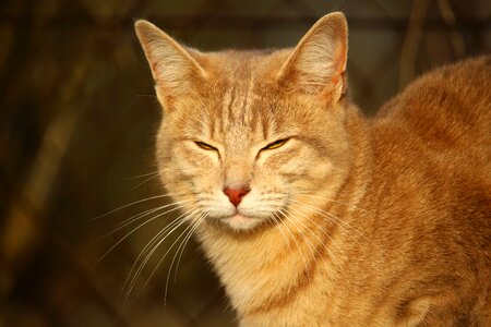 Mieze cat face breed cat photo