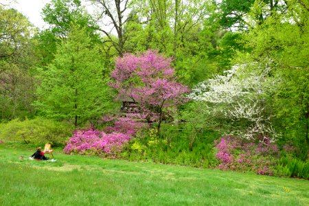 Morris Arboretum - DSC00244
