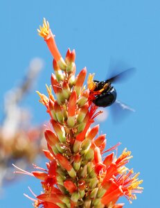 Orange yellow insect