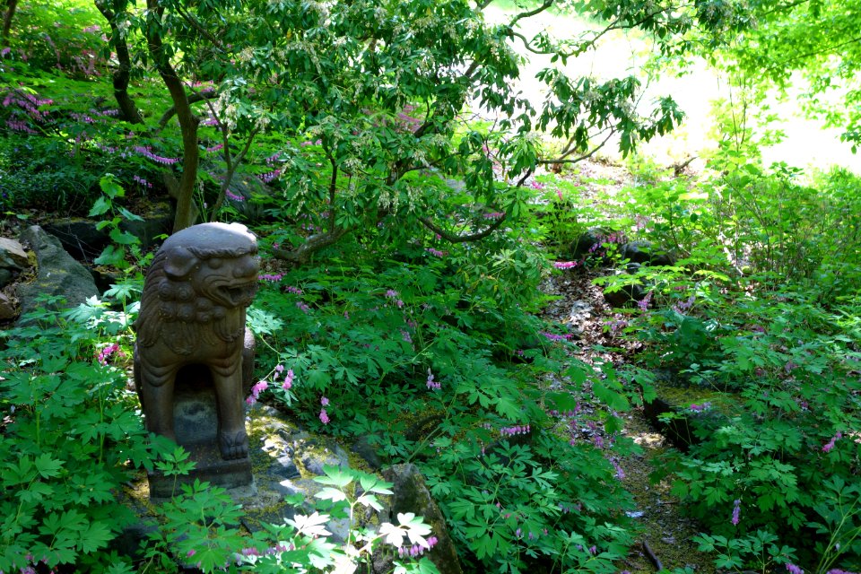 Morris Arboretum - DSC00430