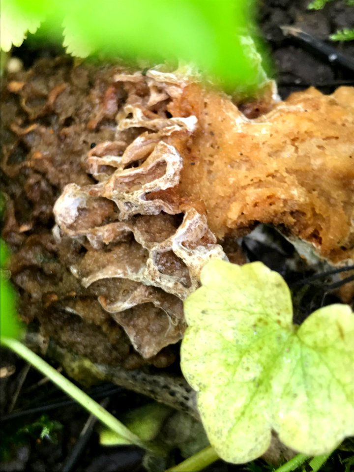 Morchella esculenta 130011332