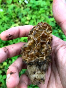 Morchella esculenta 130012508