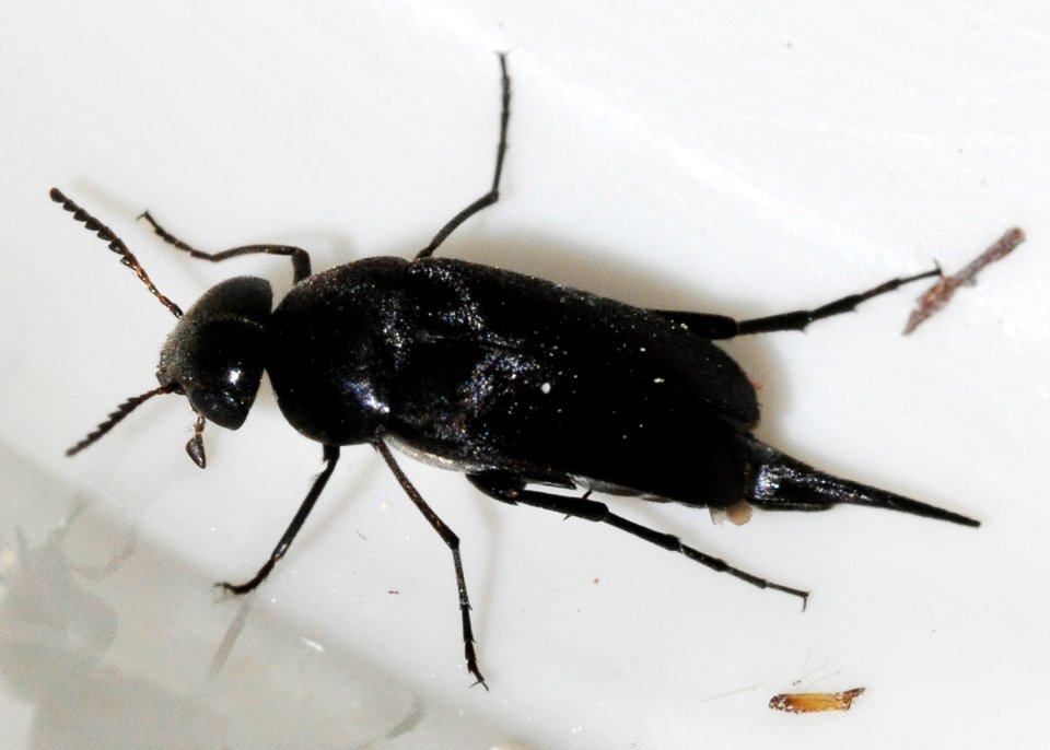 Mordella-aculeata-04-fws