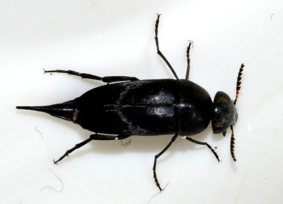 Mordella-aculeata-07-fws