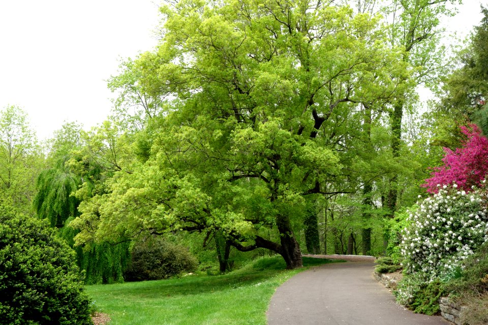 Morris Arboretum - DSC00251