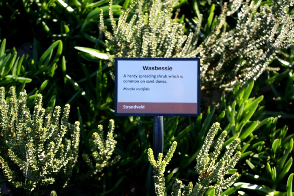 Morella cordifolia Wasbessie bush - Cape Stranveld SA 11