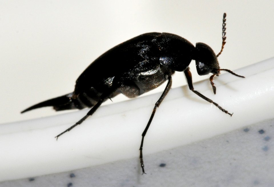 Mordella-aculeata-05-fws