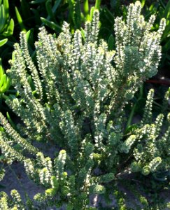 Morella cordifolia Wasbessie bush - Cape Stranveld SA 2