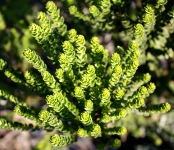 Morella cordifolia Wasbessie bush - Cape Stranveld SA 5
