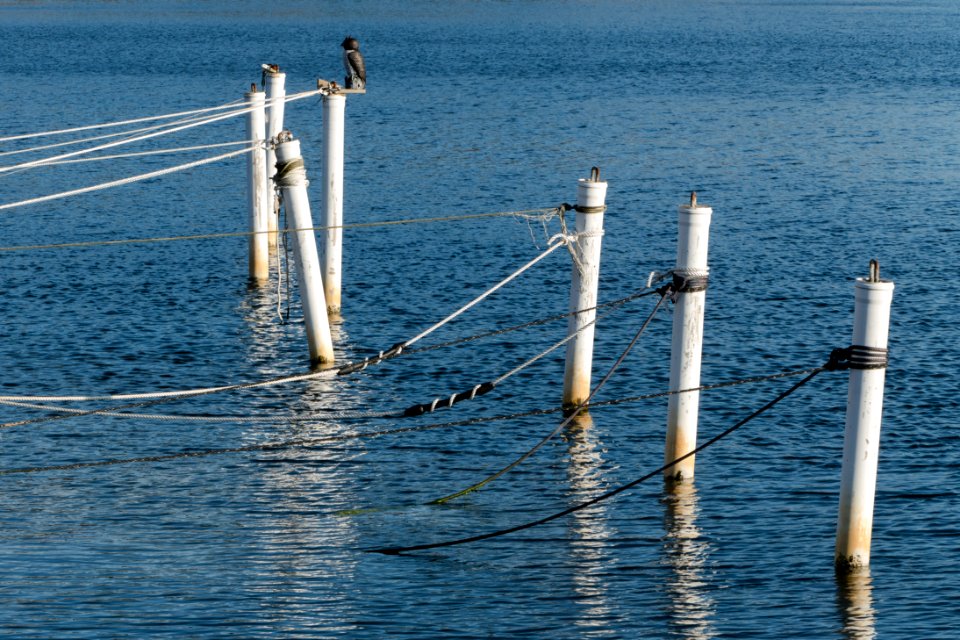 Mooring poles with owl decoy 1