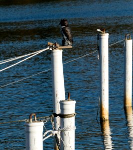 Mooring poles with owl decoy 2 photo