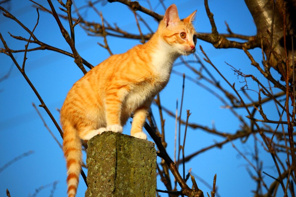 Red mackerel tabby red cat cat baby